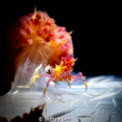 Juvenile candy crab by Jeffrey Lim 